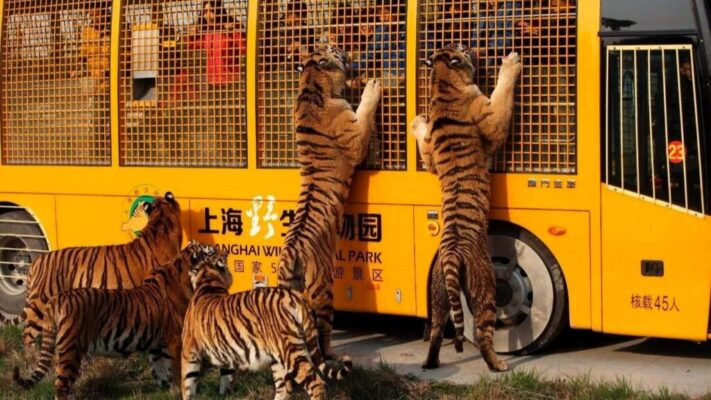 Shanghai Wild Animal Park địa điểm du lịch thương hải